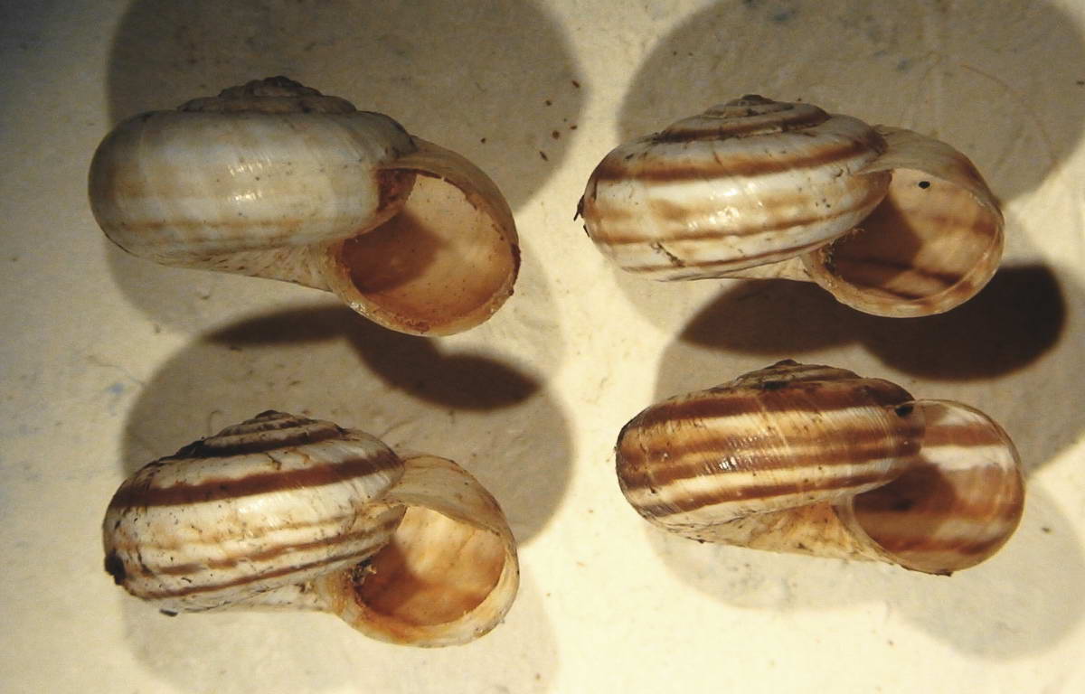 Cernuella (Xerocincta) neglecta (Draparnaud, 1805)